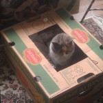 cat in box