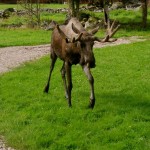 moose